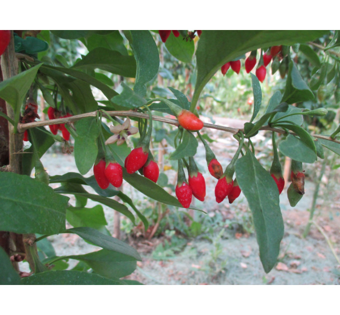 Саженцы годжи сорт New Big, 3 года 7.5 л