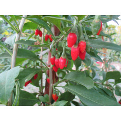 Саженцы годжи сорт Биг (Big) 3-летние, пекет 5 л