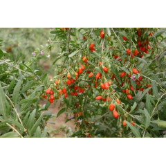 Саженцы годжи Горный 1-летняя, пакет 3.5 л