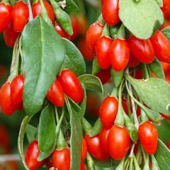 Саженцы годжи сорт "Магия любви" 3р Контейнер 5 л