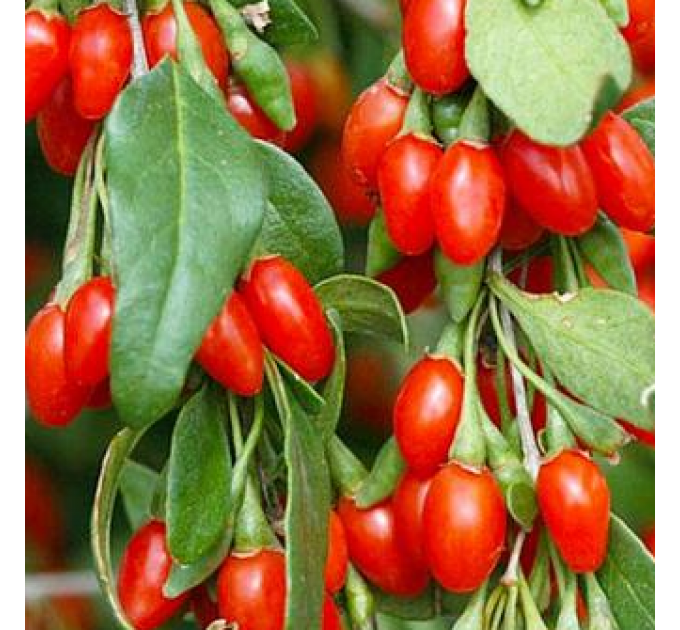 Саженцы годжи сорт "Магия любви" 3р Контейнер 5 л