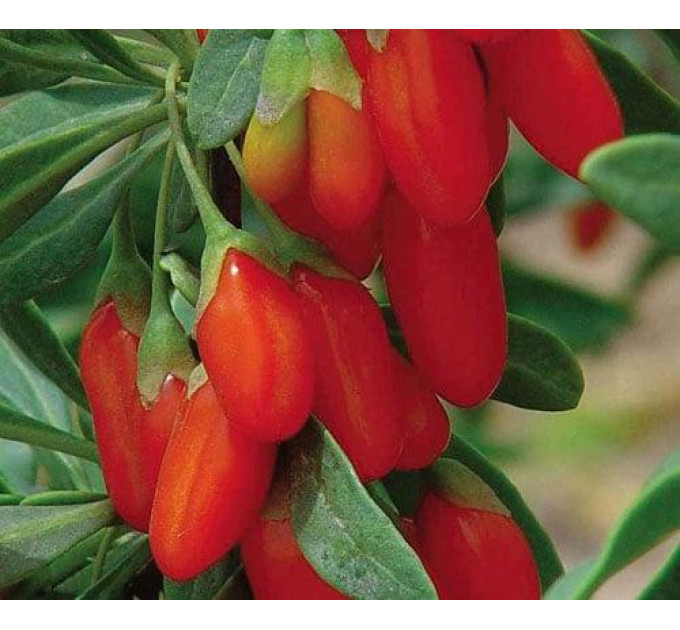 Саженцы годжи сорт "Свит Лайфберри", 3 года 7.5 л