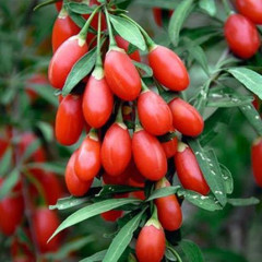 Саженцы годжи сорт "Свит Лайфберри", 3 года 7.5 л