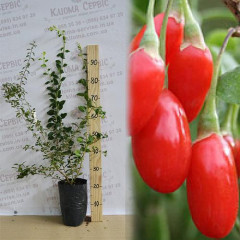 Саженцы годжи сорт Горный 3-лет, пакет 5 л.