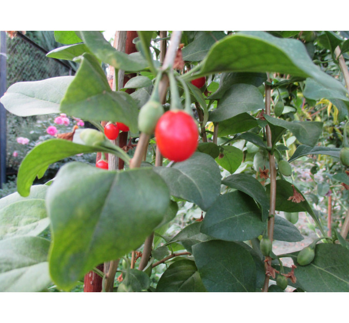 Саженцы годжи сорт Деликат (Delikate) 2-летние, полуупакованные