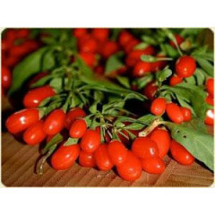 Саженцы годжи сорт "Свит Амбер", 1р. Р9