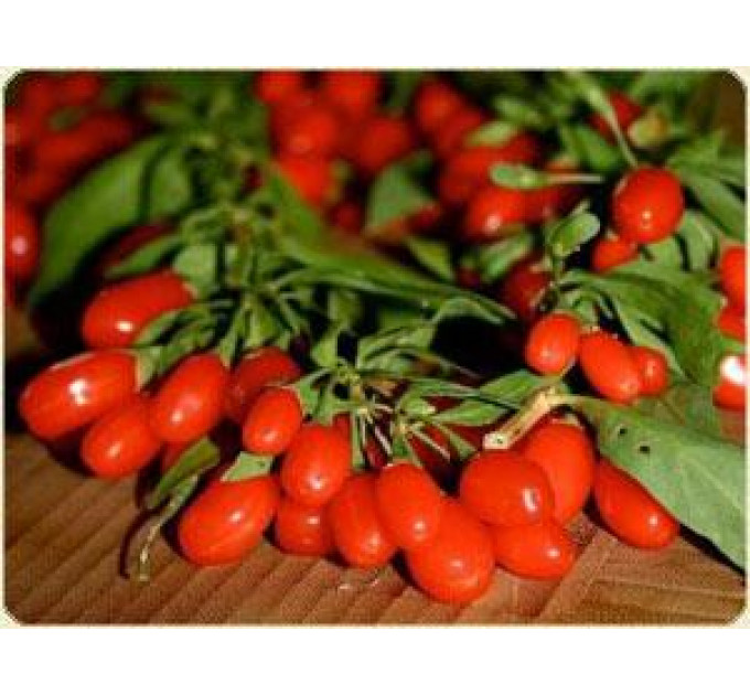 Саженцы годжи сорт "Свит Амбер", 1р. Р9