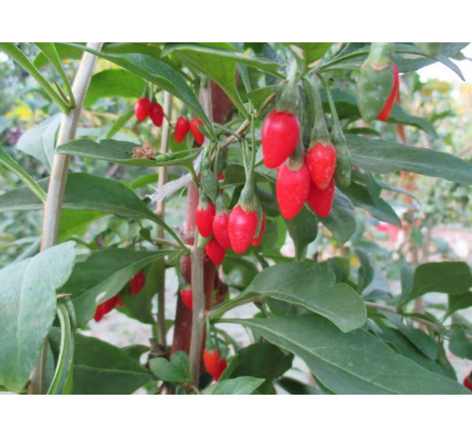 Cаженцы годжи сорт Свит, 1 летние, полуупакованные