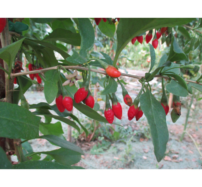 Саджанці годжі сорт New Big, 1-років, пакет 3.5 л