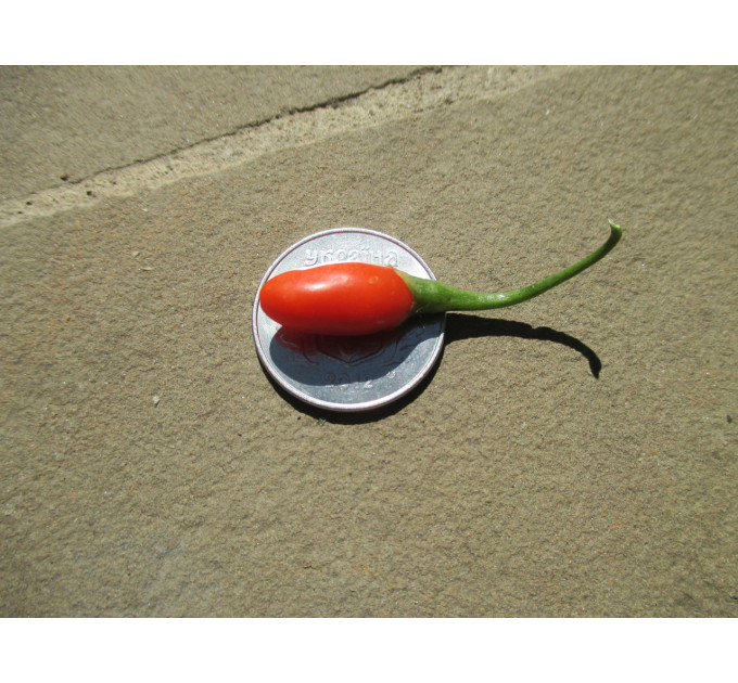 Саджанці годжі сорт New Big, 1-років, пакет 3.5 л