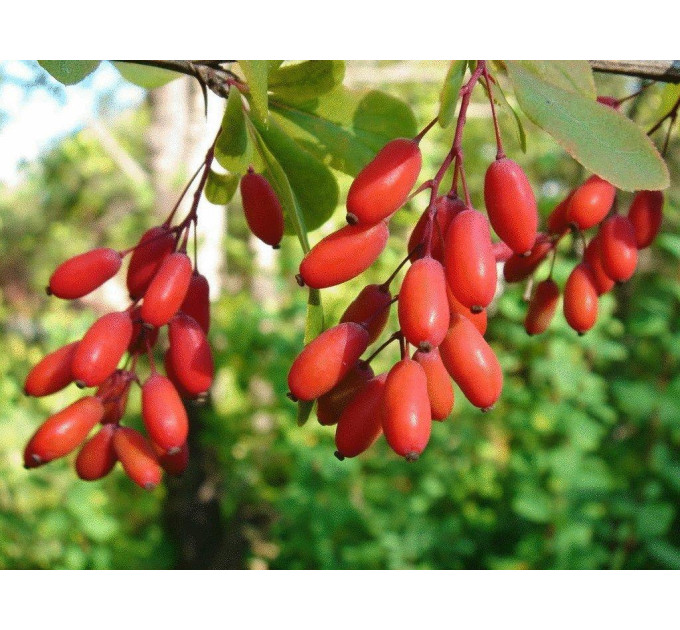 Саджанці годжі сорт "Біг Беррі", 1р. Р9