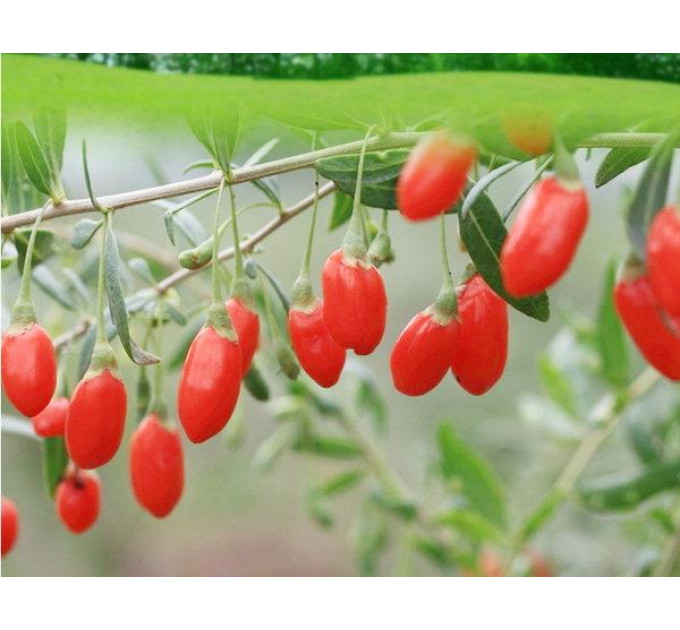 Саженцы годжи сорт "Суперфрут" 2 летние, конт. 7.5 л