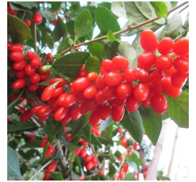 Саджанці годжі сорт New Big, 1-років, пакет 3.5 л