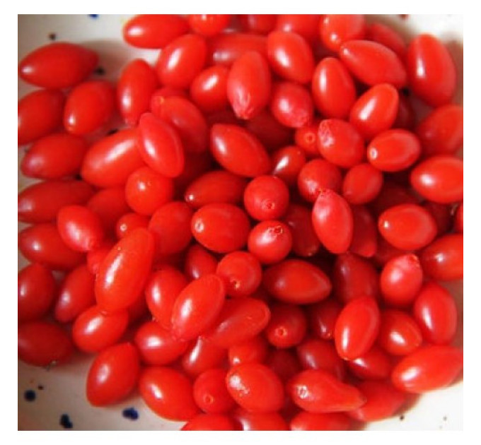 Саджанці годжі сорт "Біг Беррі", 1р. Р9