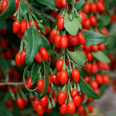 Саженцы годжи сорт "Суперфрут" 2 летние, конт. 7.5 л