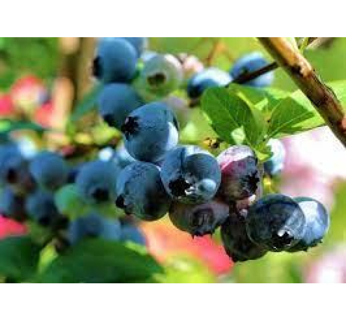 Лохина сорт Ханна Чойс, напівупакована