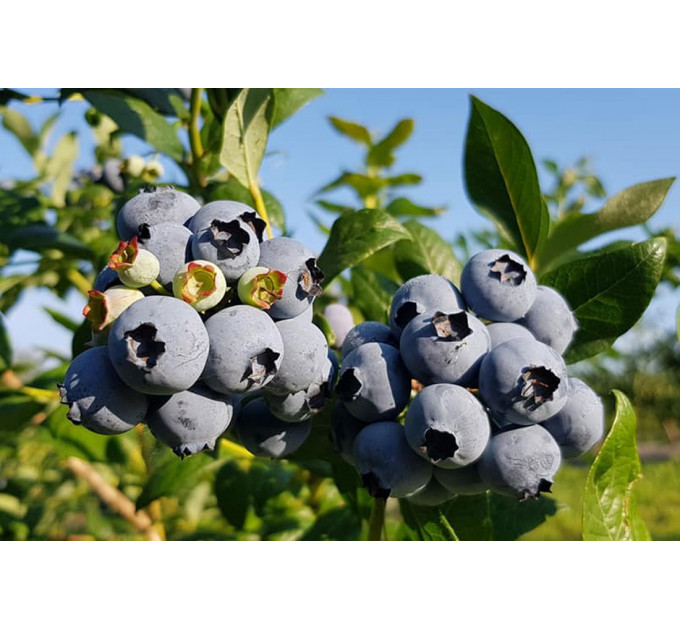 Саженцы голубики сорт Duke, in vitro (полуупакованная)