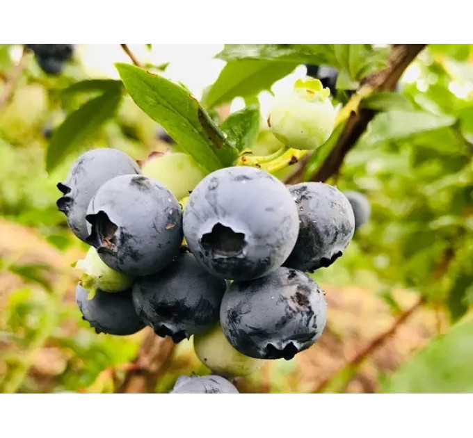 Саджанці лохини сорт Chanticleer, in vitro (напівупакована)