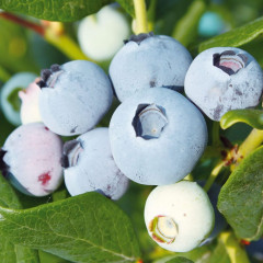 Саджанці лохини сорт Chanticleer, in vitro (напівупакована)