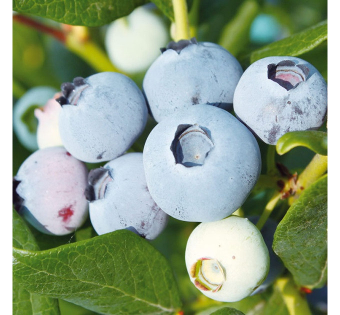 Саджанці лохини сорт Chanticleer, in vitro (напівупакована)