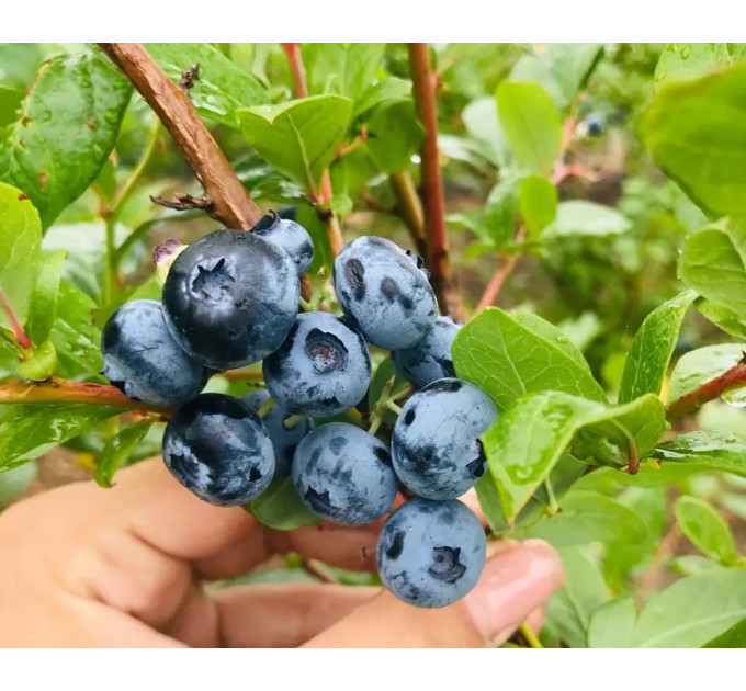Саджанці лохини сорт Chanticleer, in vitro (напівупакована)