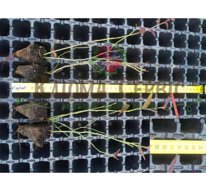 Лохина сорт Торо, 3 міс. h 15-20 см