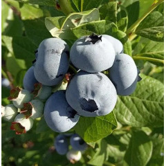 Саженцы голубики сорт Polaris, in vitro (полуупакованная)