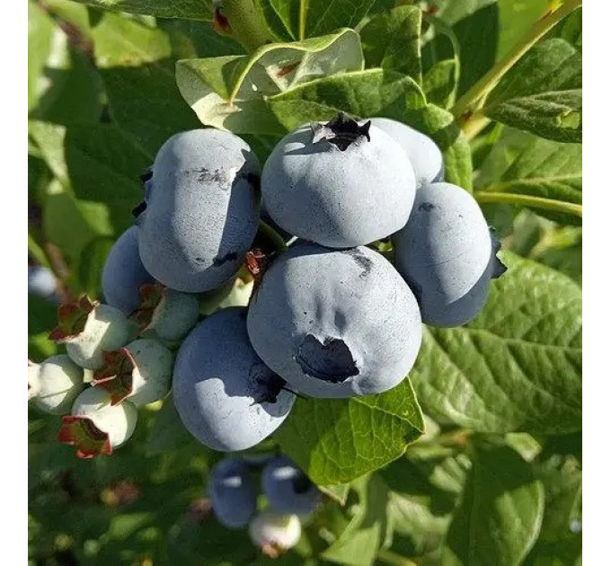 Саженцы голубики сорт Polaris, in vitro (полуупакованная)