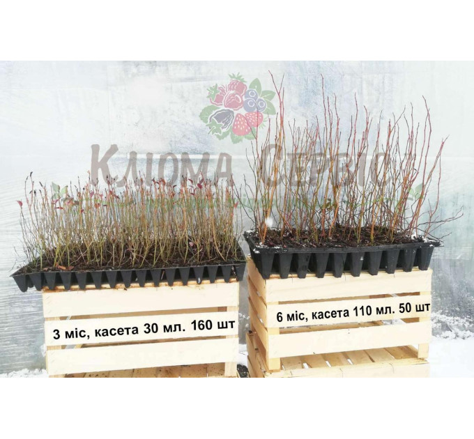 Лохина сорт Блюголд, в касетах 6 міс h 18-30 см