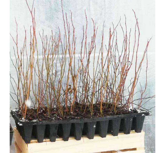 Лохина сорт Блюголд, в касетах 6 міс h 18-30 см