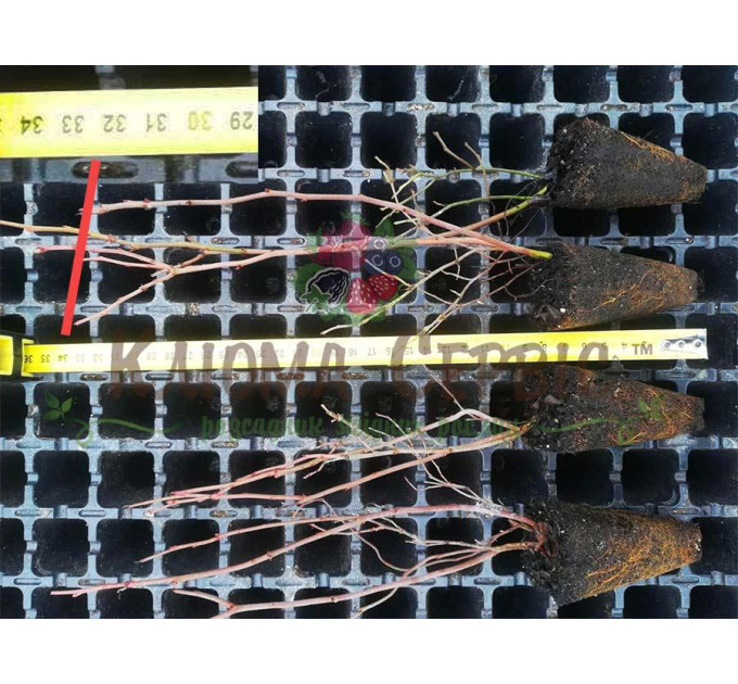 Лохина сорт Блюголд, в касетах 6 міс h 18-30 см