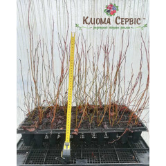 Саджанці лохини сорт "Патріот", в касетах 6 міс h 18-30 см