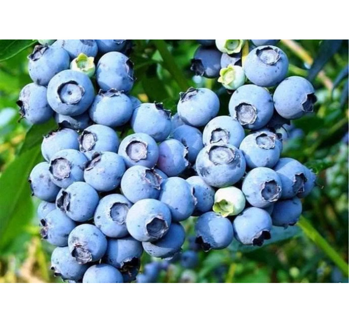 Саженцы голубики сорт Elizabeth, in vitro (полуупакованная)