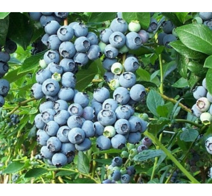 Лохина сорт Берклі, в мультиплатах 6 міс. h 18-30 см