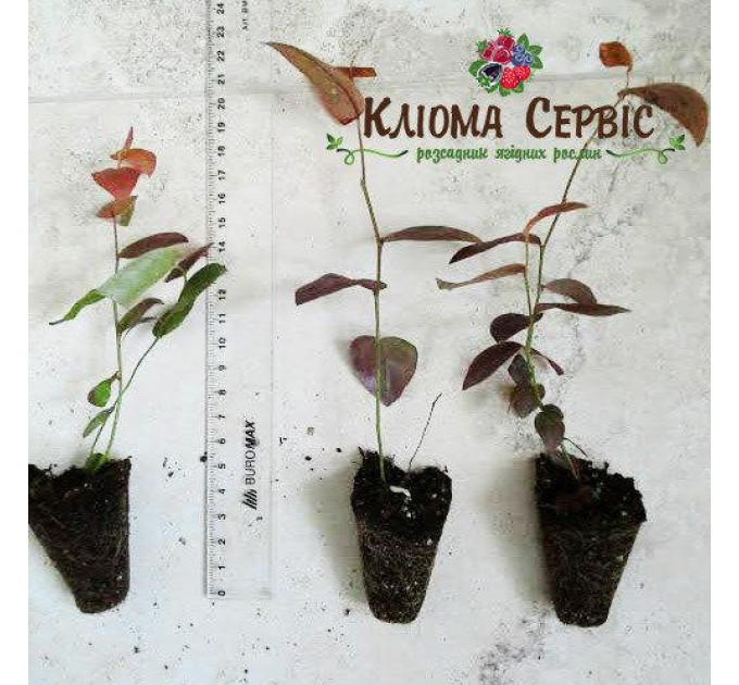 Голубика сорт Река, в кассетах 3 мес h 15-20 см