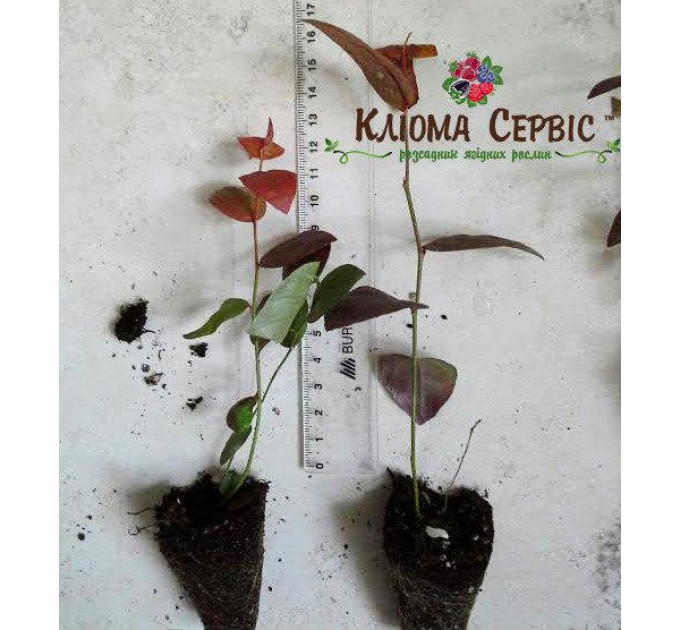 Голубика сорт Река, в кассетах 3 мес h 15-20 см