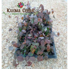 Голубика сорт Река, в кассетах 3 мес h 15-20 см