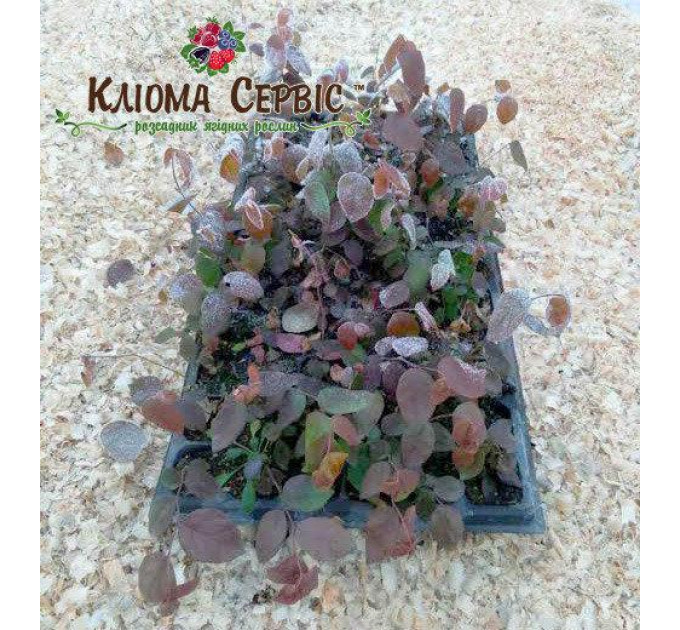 Голубика сорт Река, в кассетах 3 мес h 15-20 см