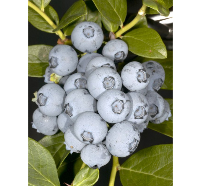 Голубика сорт Дюк, в кассетах 3 мес h 15-20 см