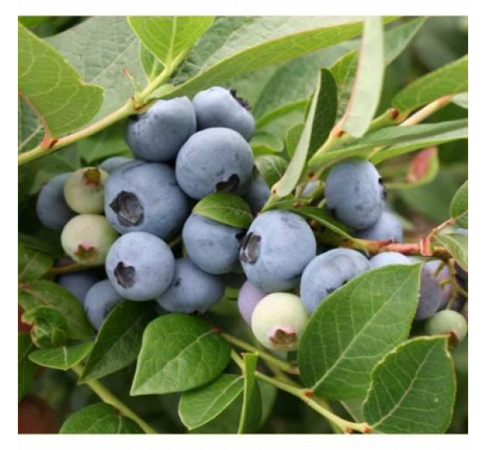 Голубика сорт Легаси, в кассетах 3 мес h 15-20 см