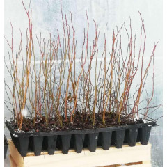 Голубика сорт Патриот, в кассетах 3 мес h 15-20