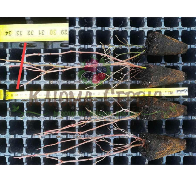 Голубика сорт Патриот, в кассетах 3 мес h 15-20