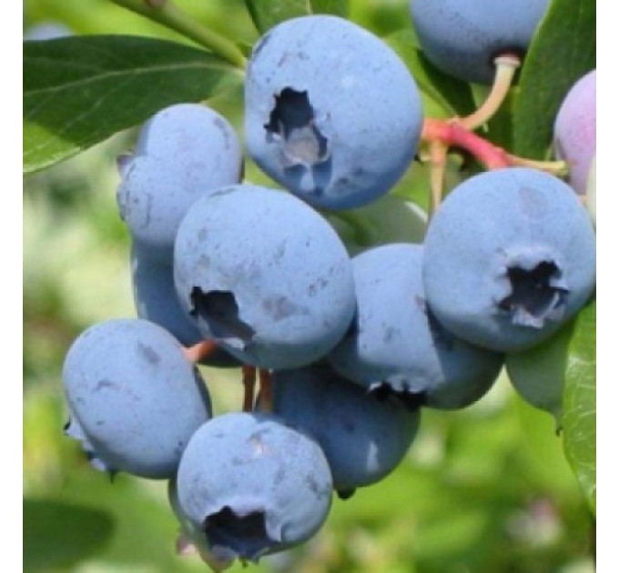 Голубика сорт Элизабет, в кассетах 3 мес h 15-20 см