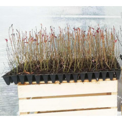 Голубика сорт Блюголд, в кассетах 3 мес h 15-20 см