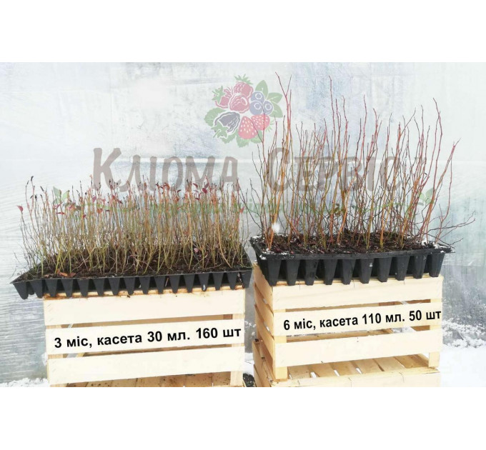 Голубика сорт Блюголд, в кассетах 3 мес h 15-20 см