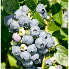 Голубика сорт Эрли Блю, в кассетах 3 мес h 15-20 см