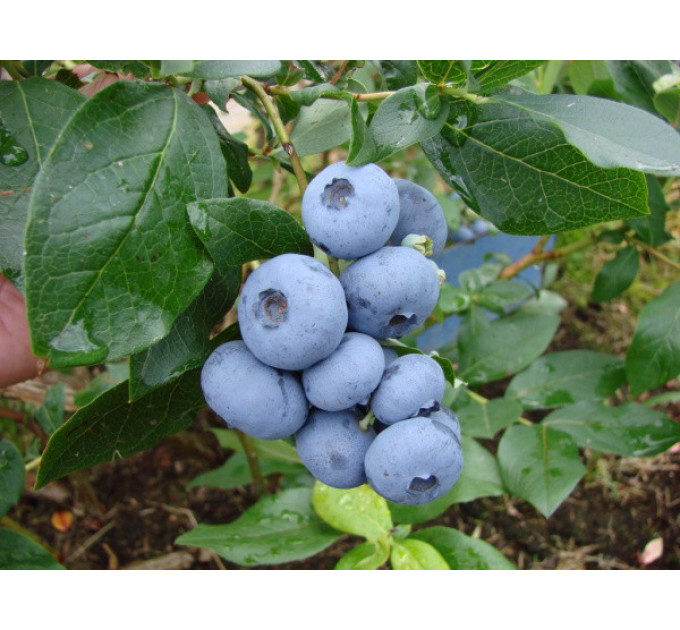 Голубика сорт Бонус, в кассетах 3 мес h 15-20 см