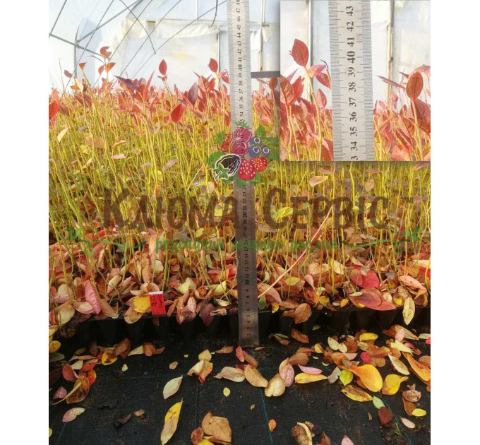 Голубика сорт Бонус, в кассетах 3 мес h 15-20 см