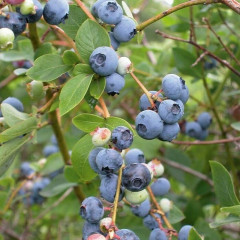 Голубика сорт Элиот, в кассетах 3 мес h 15-20 см