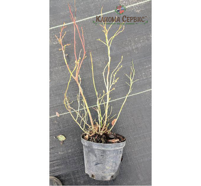 Голубика сорт Элиот, в кассетах 3 мес h 15-20 см